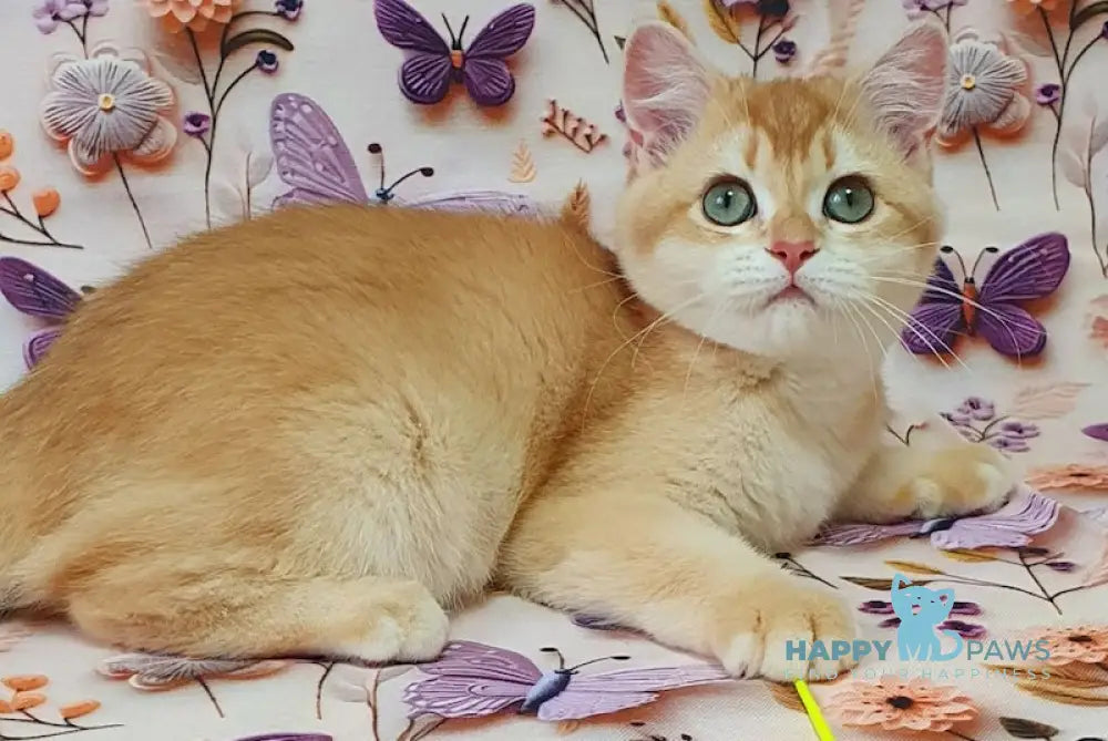 Olivia British Shorthair female chocolate golden chinchilla live animals