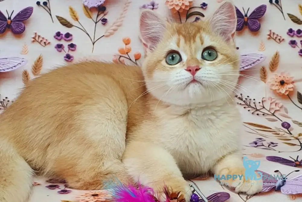 Olivia British Shorthair female chocolate golden chinchilla live animals