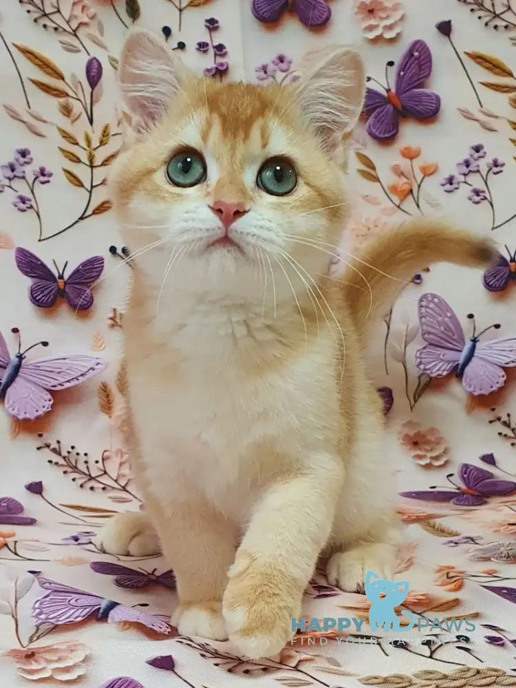 Olivia British Shorthair female chocolate golden chinchilla live animals