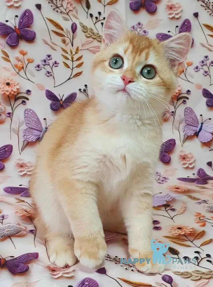 Olivia British Shorthair female chocolate golden chinchilla live animals