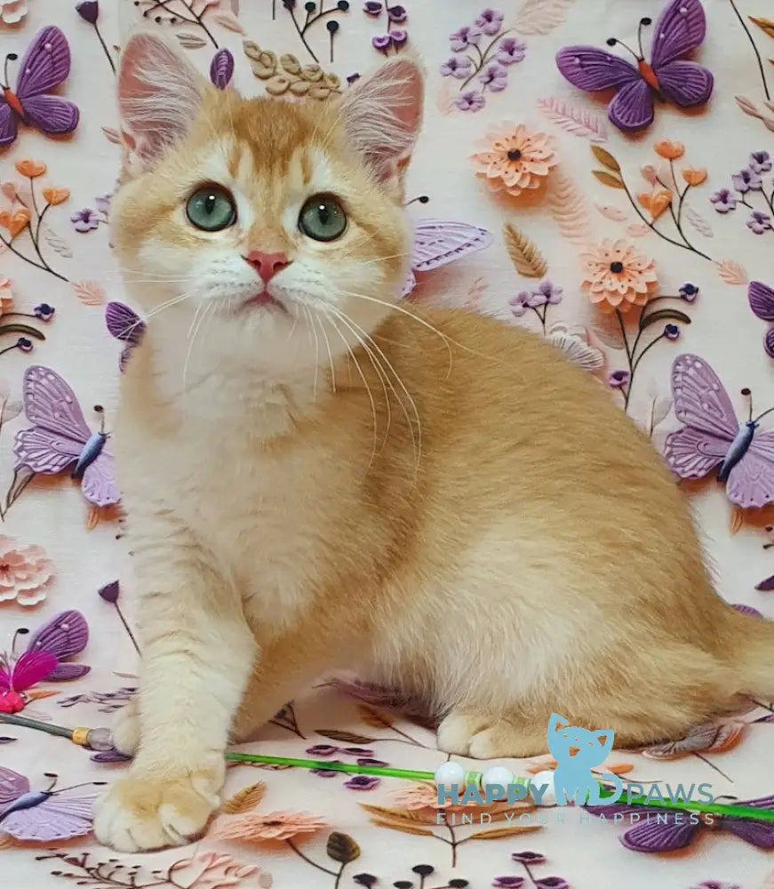 Olivia British Shorthair female chocolate golden chinchilla live animals