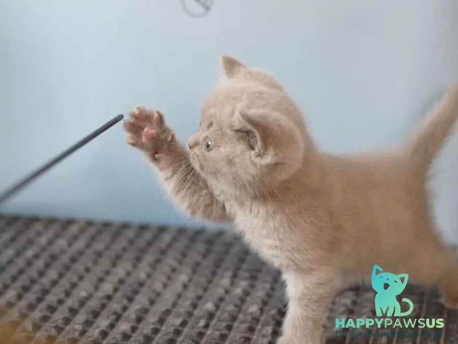 Oliver British Shorthair male lilac - live animals