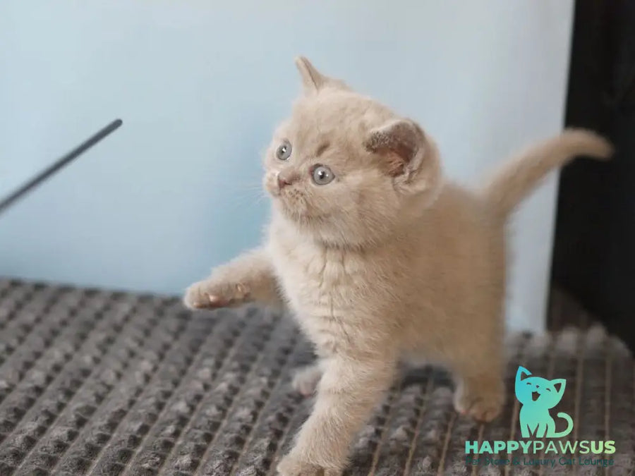 Oliver British Shorthair male lilac - live animals