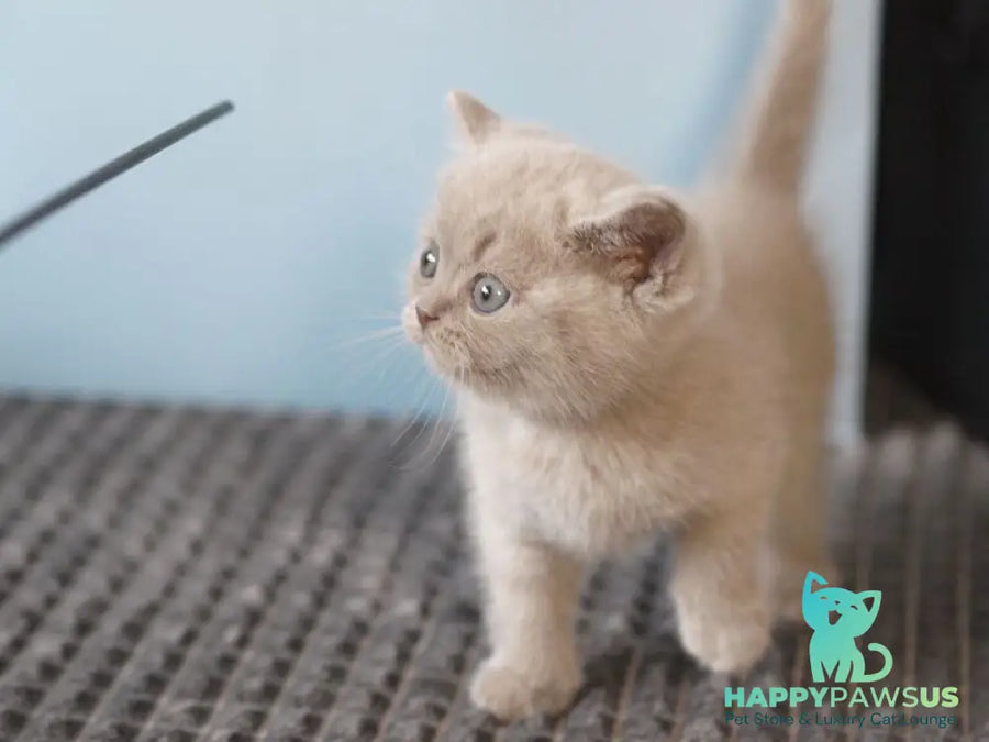 Oliver British Shorthair male lilac - live animals