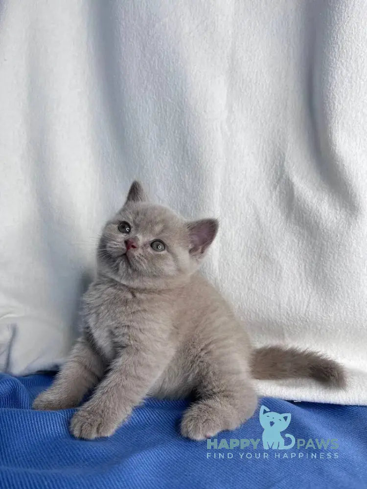 Oliver British Shorthair male lilac live animals