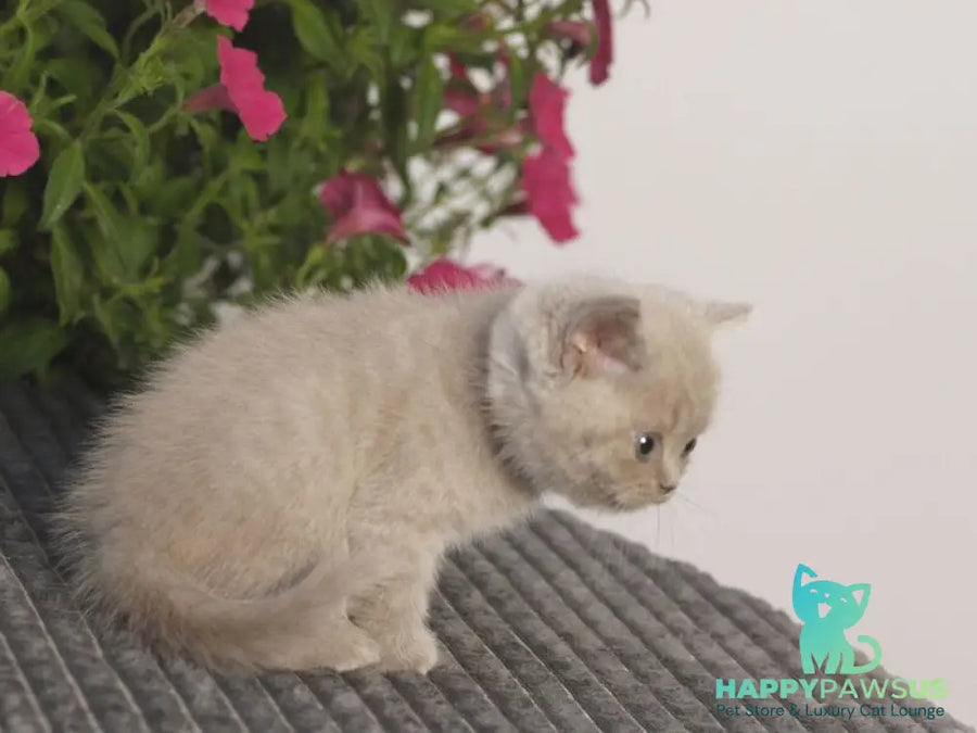Oliver British Shorthair male lilac - live animals