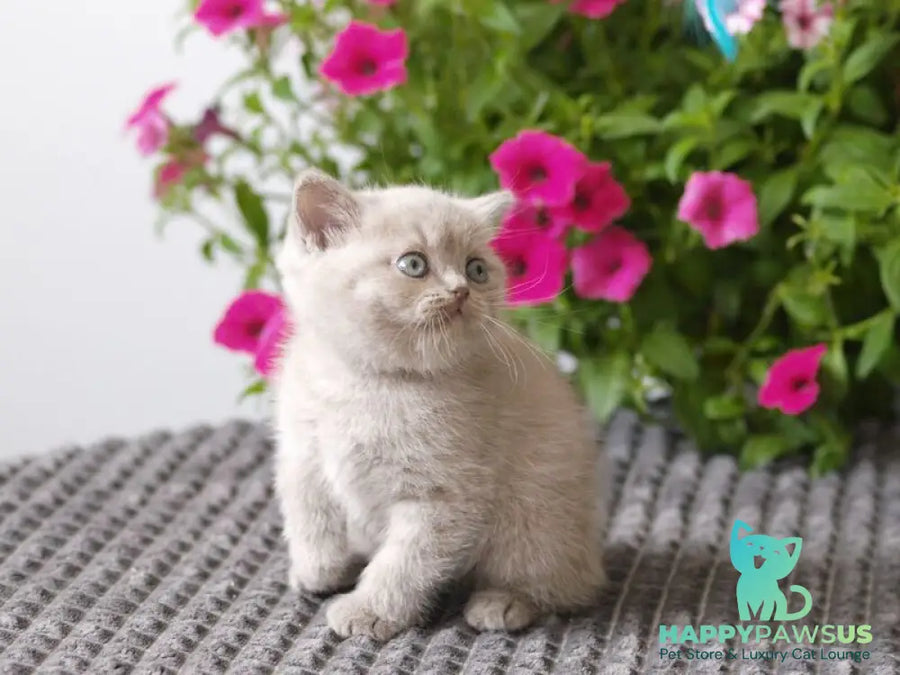 Oliver British Shorthair male lilac - live animals
