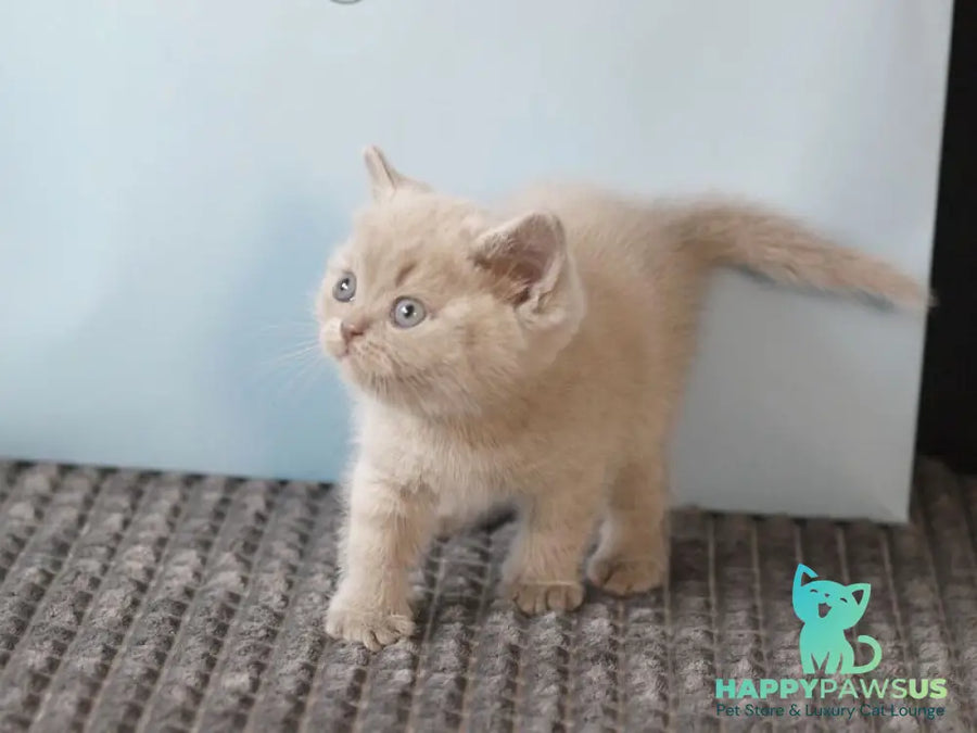 Oliver British Shorthair male lilac - live animals