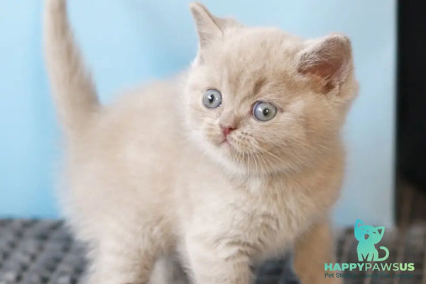 Oliver British Shorthair male lilac - live animals