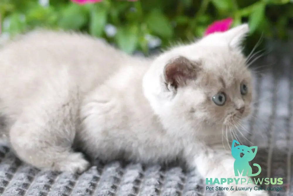 Oliver British Shorthair male lilac - live animals