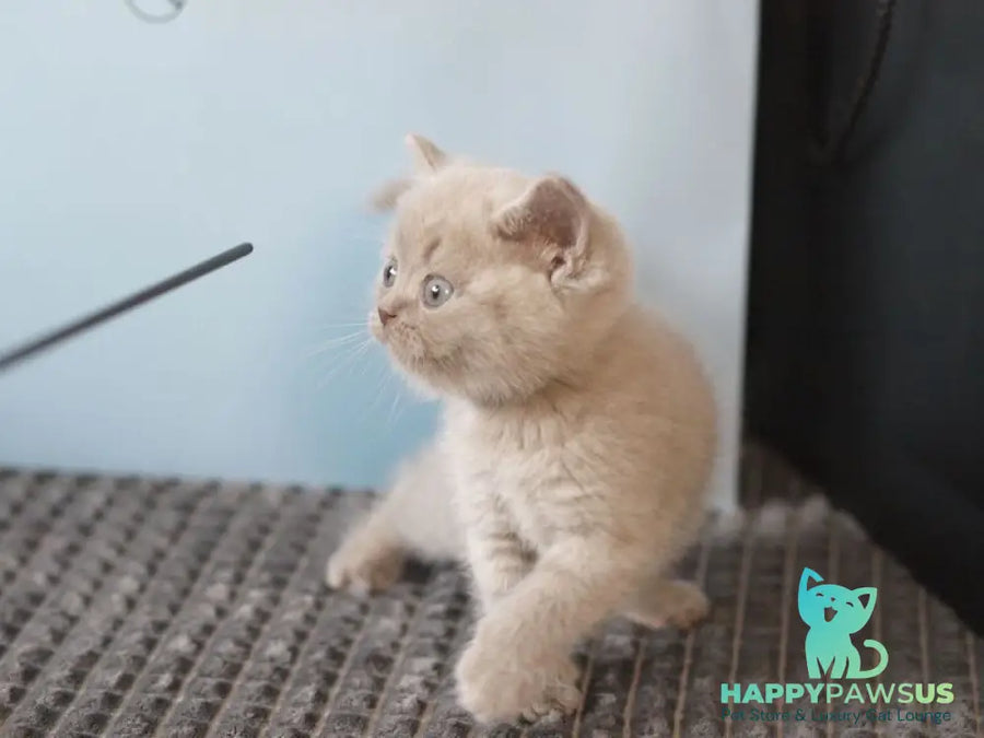 Oliver British Shorthair male lilac - live animals