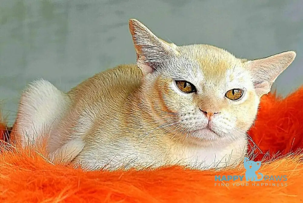 Oliver Burmese male red live animals