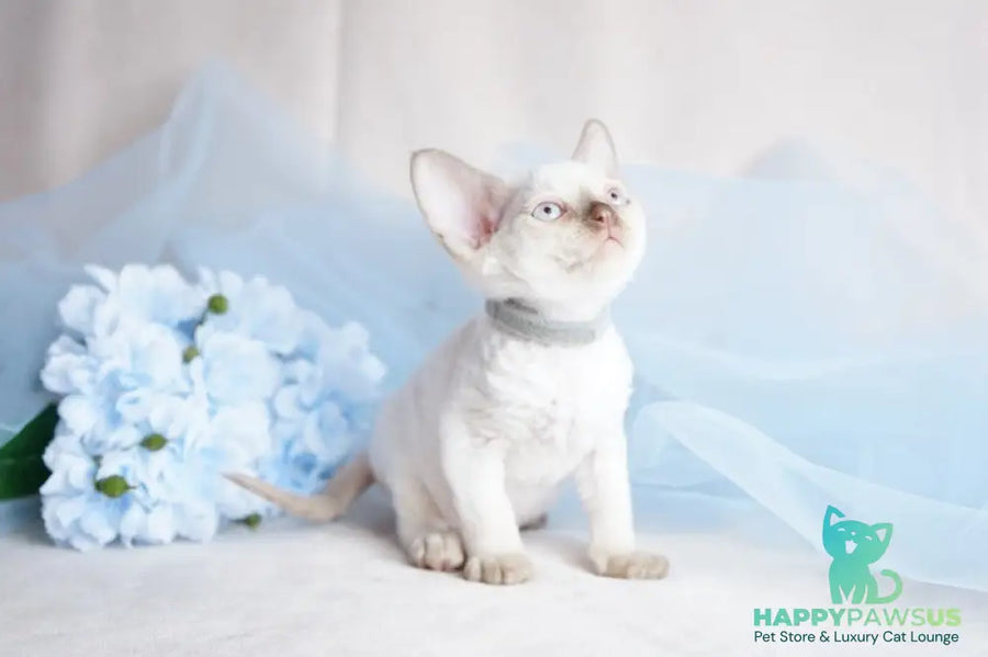 Oliver Devon Rex male cinnamon pointed - live animals