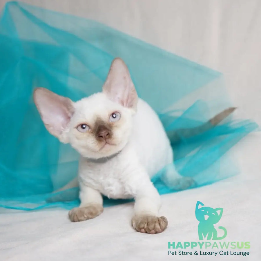 Oliver Devon Rex male cinnamon pointed - live animals