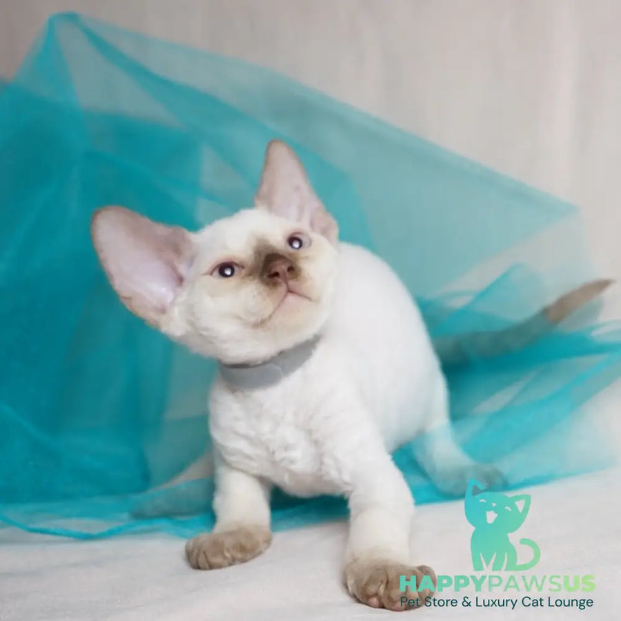 Oliver Devon Rex male cinnamon pointed - live animals