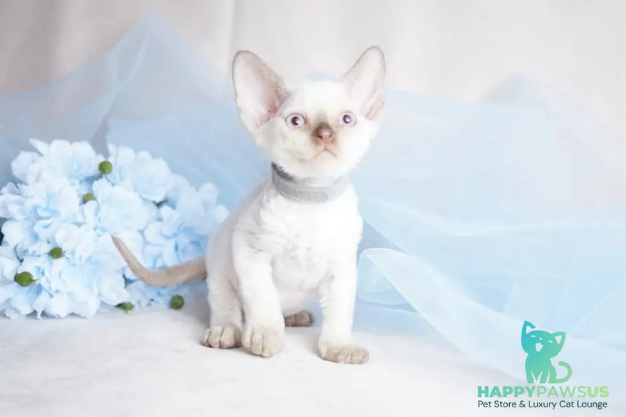 Oliver Devon Rex male cinnamon pointed - live animals