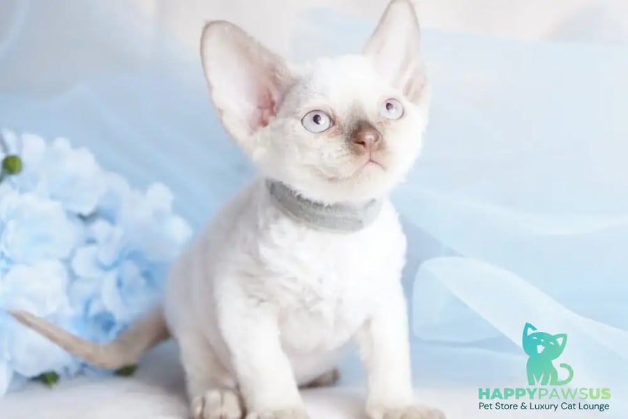 Oliver Devon Rex male cinnamon pointed - live animals