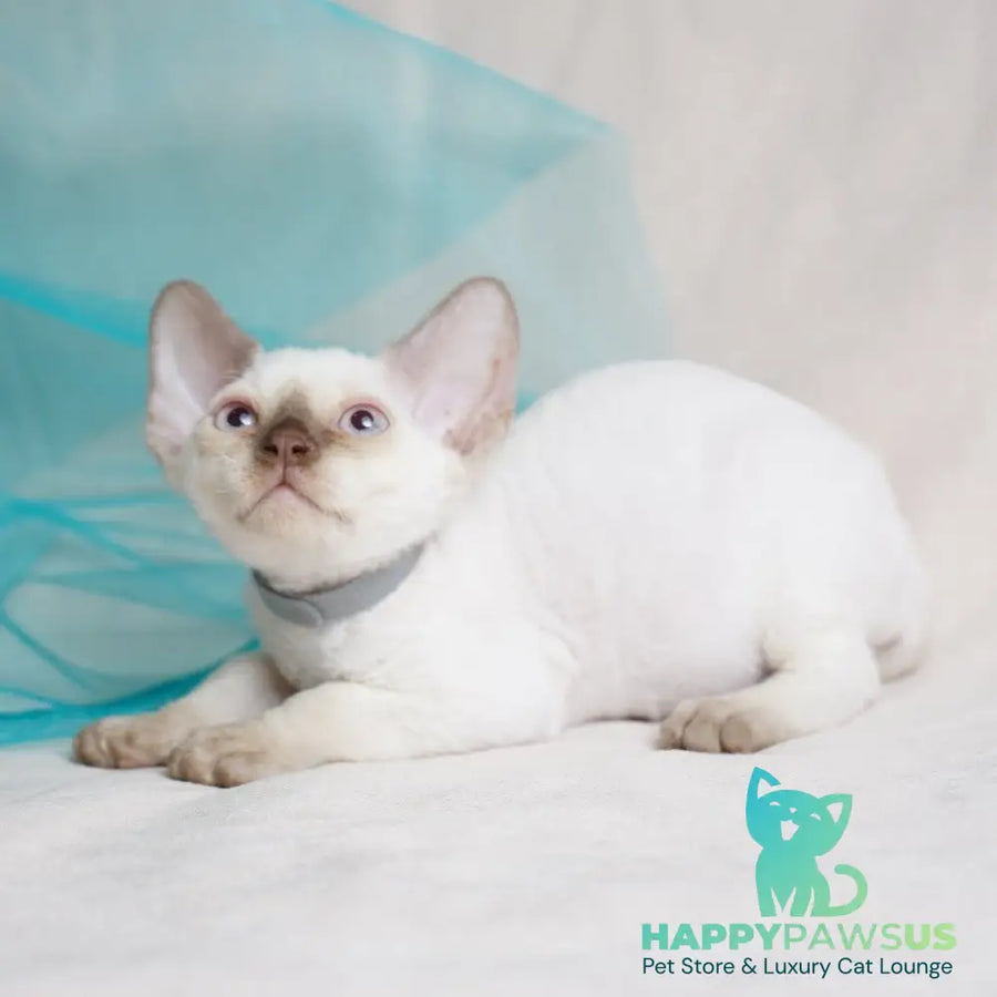 Oliver Devon Rex male cinnamon pointed - live animals