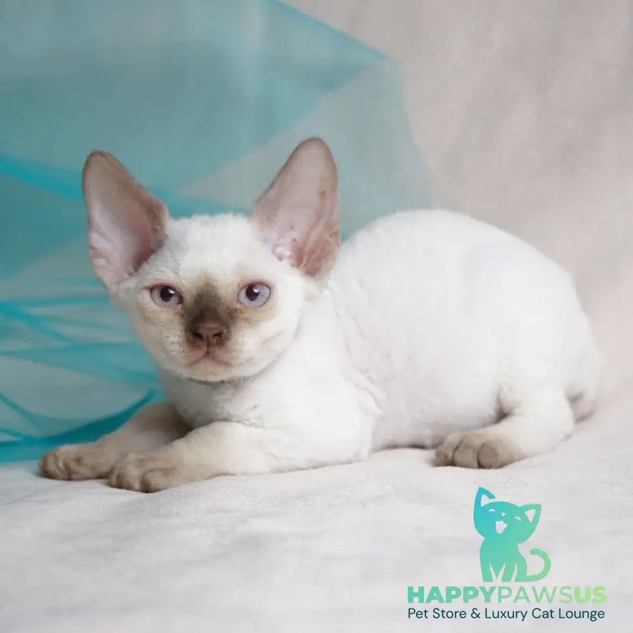 Oliver Devon Rex male cinnamon pointed - live animals