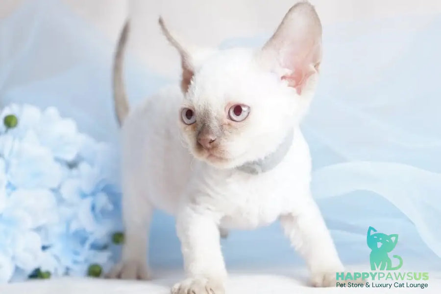Oliver Devon Rex male cinnamon pointed - live animals