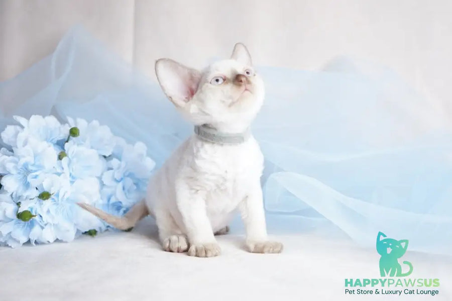 Oliver Devon Rex male cinnamon pointed - live animals