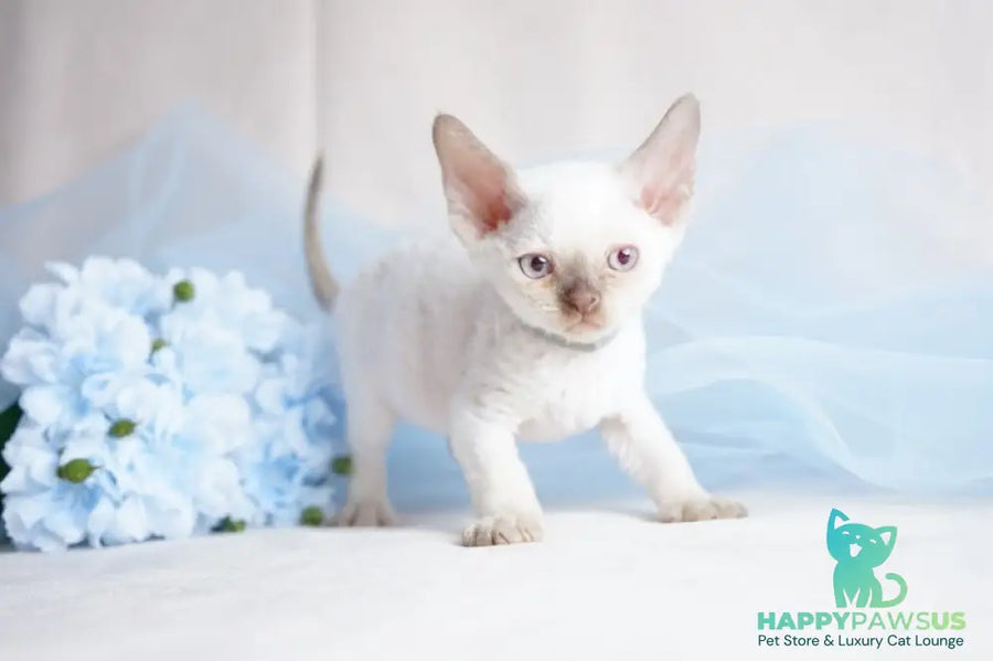 Oliver Devon Rex male cinnamon pointed - live animals