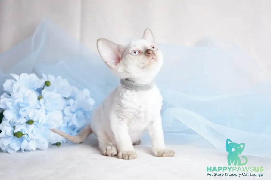 Oliver Devon Rex male cinnamon pointed - live animals