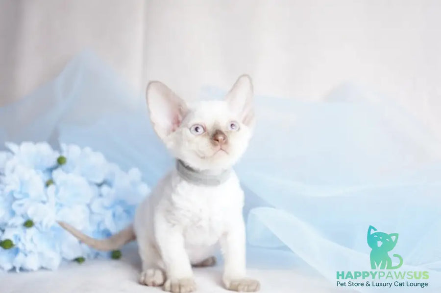 Oliver Devon Rex male cinnamon pointed - live animals