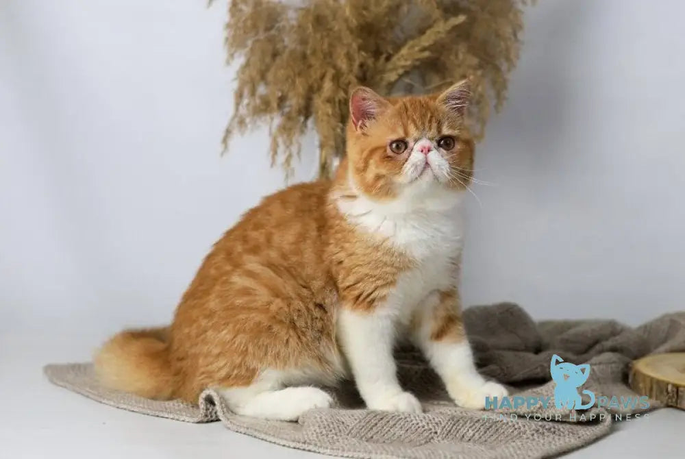 Oliver Exotic male red bicolour tabby live animals