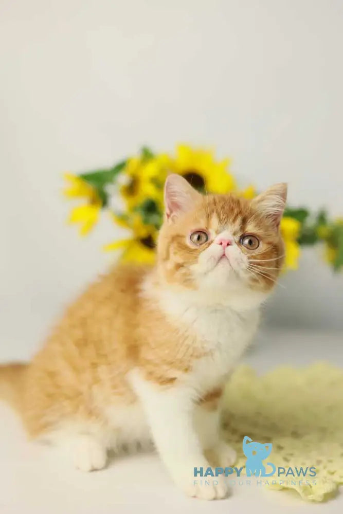 Oliver Exotic male red bicolour tabby live animals