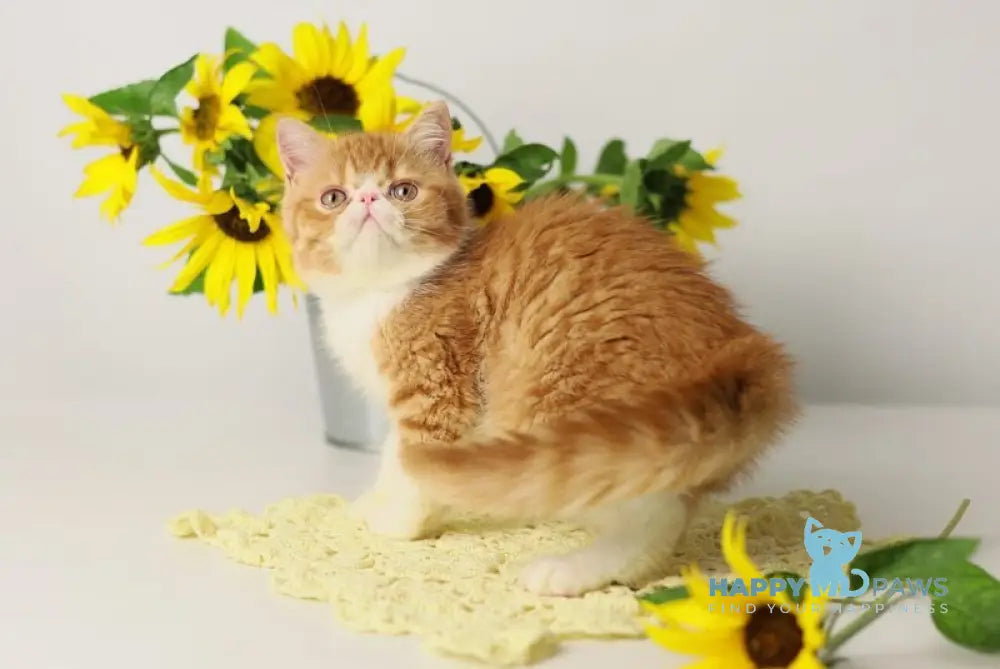 Oliver Exotic male red bicolour tabby live animals