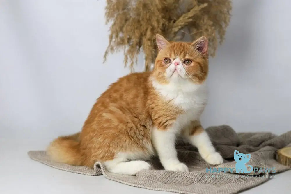 Oliver Exotic male red bicolour tabby live animals