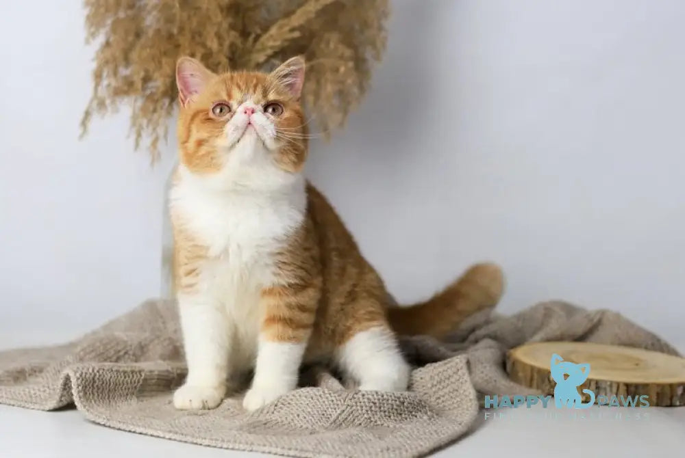 Oliver Exotic male red bicolour tabby live animals