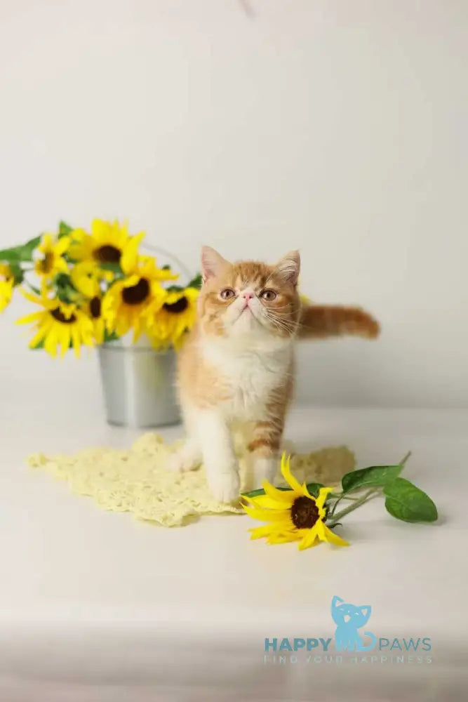 Oliver Exotic male red bicolour tabby live animals