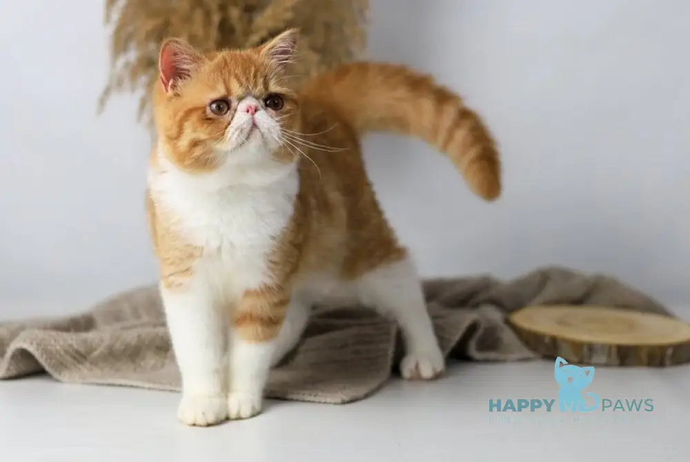 Oliver Exotic male red bicolour tabby live animals