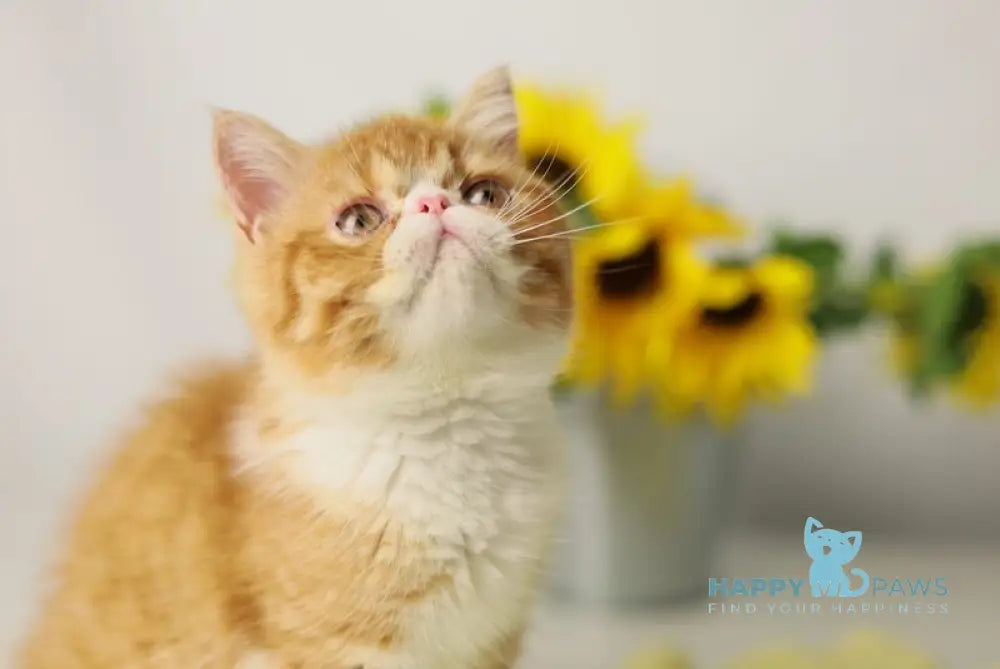 Oliver Exotic male red bicolour tabby live animals
