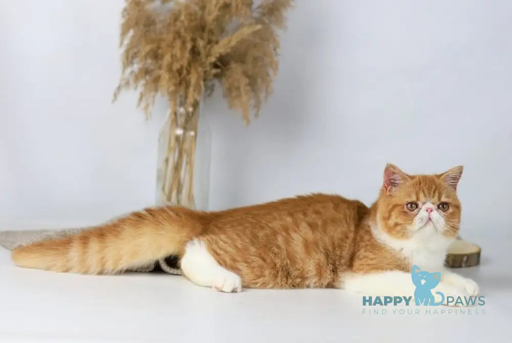 Oliver Exotic male red bicolour tabby live animals