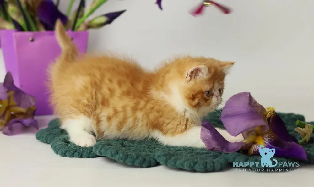 Oliver Exotic male red bicolour tabby live animals
