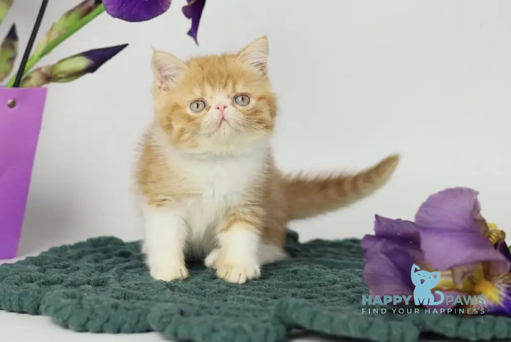 Oliver Exotic male red bicolour tabby live animals