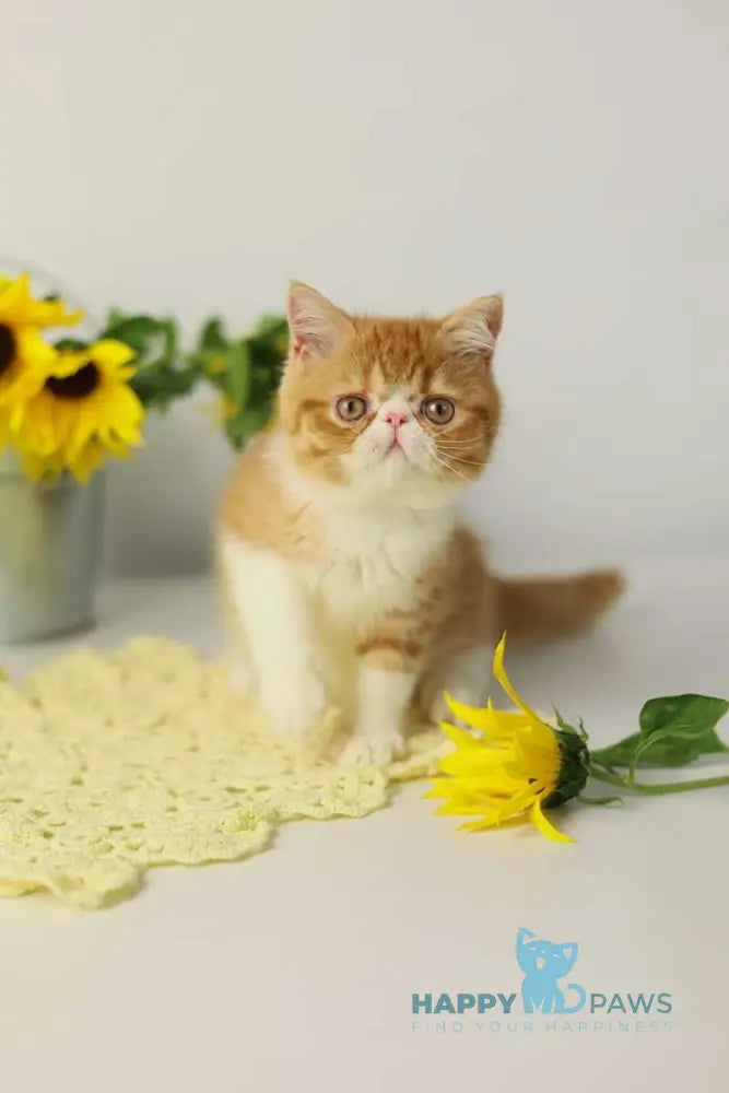 Oliver Exotic male red bicolour tabby live animals