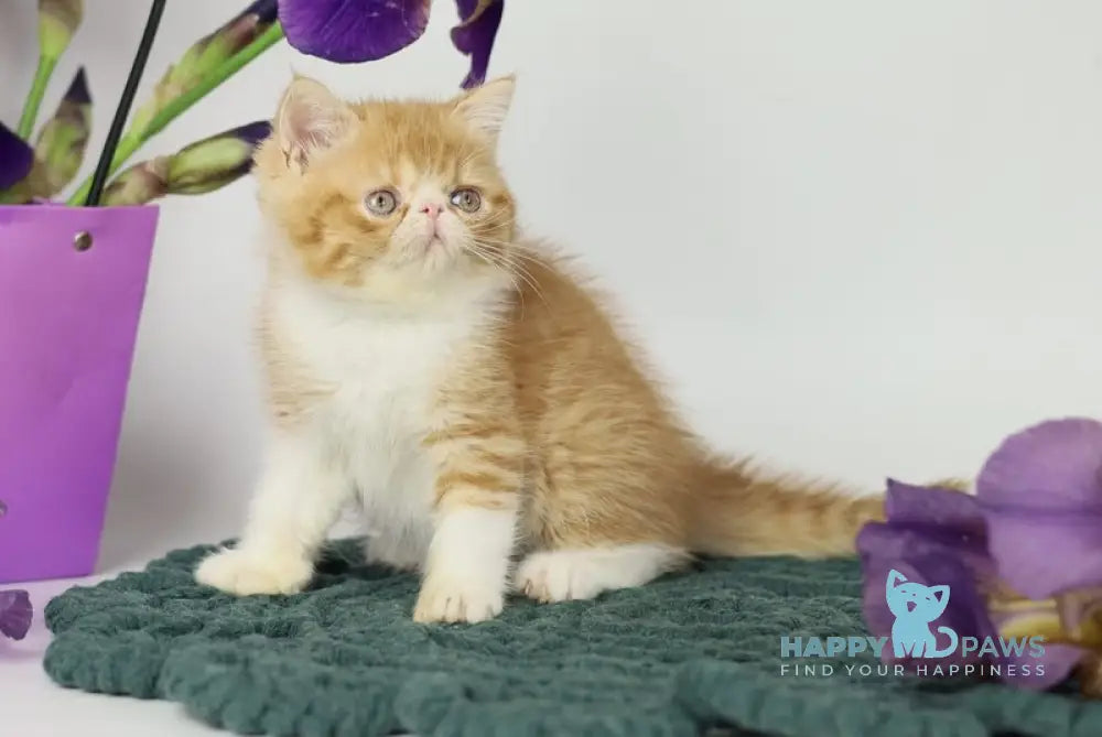 Oliver Exotic male red bicolour tabby live animals