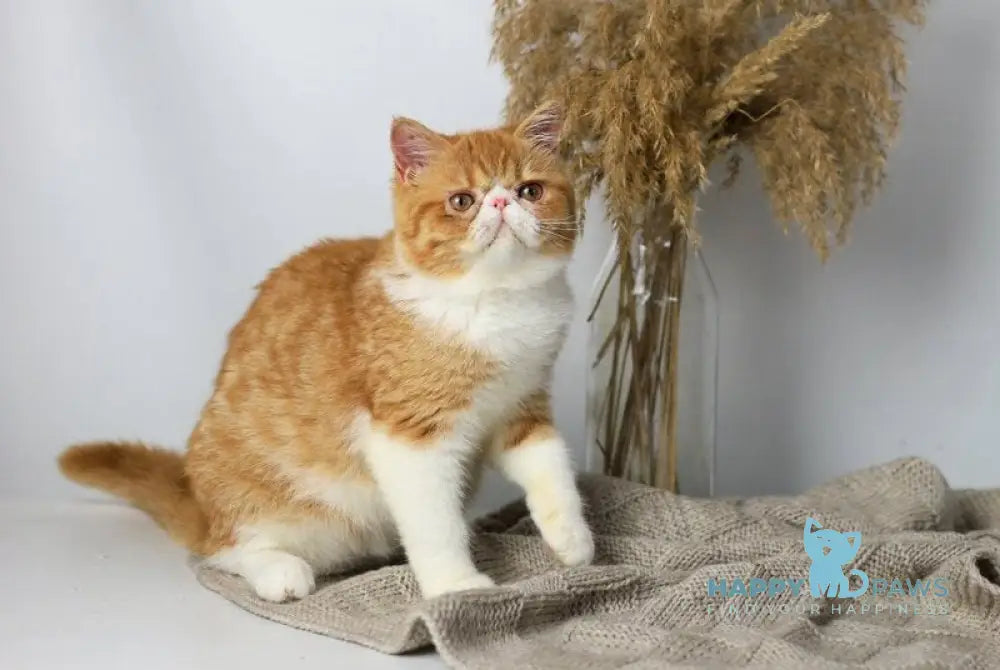 Oliver Exotic male red bicolour tabby live animals