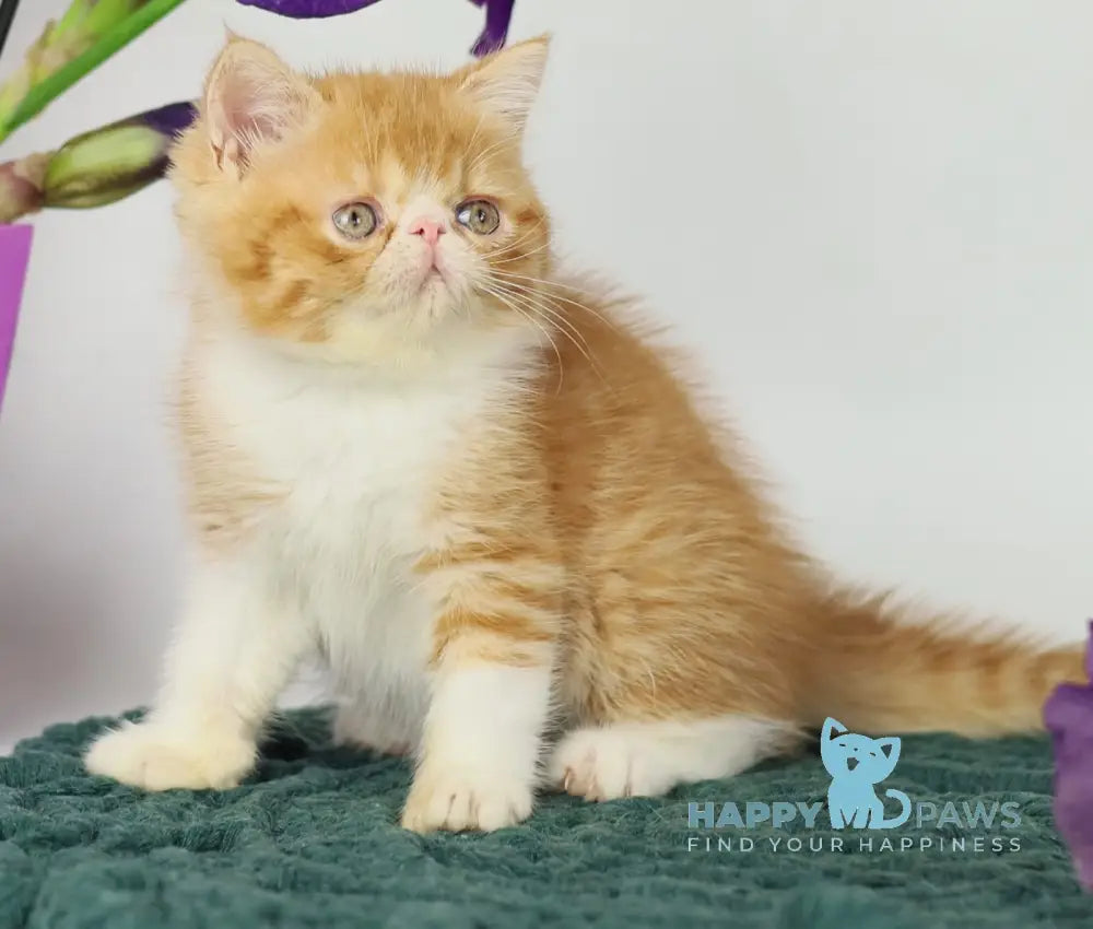 Oliver Exotic male red bicolour tabby live animals