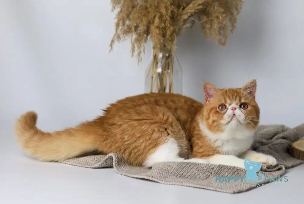 Oliver Exotic male red bicolour tabby live animals
