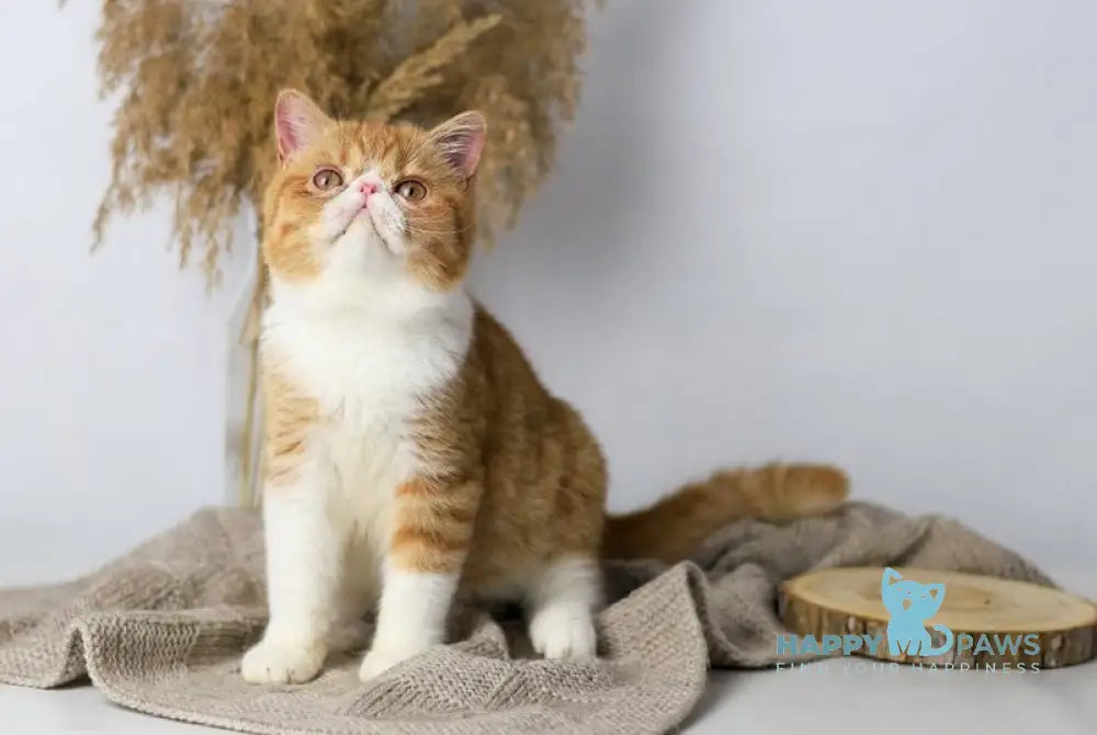 Oliver Exotic male red bicolour tabby live animals