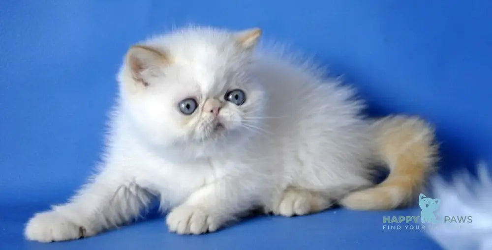 Oliver Exotic male red pointed live animals