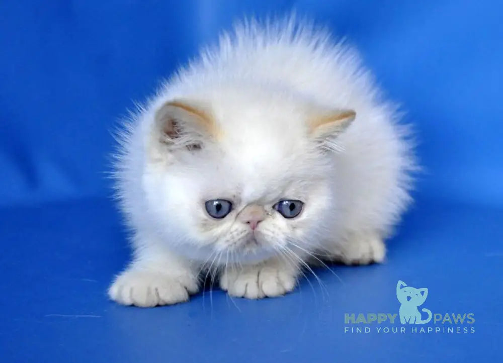 Oliver Exotic male red pointed live animals