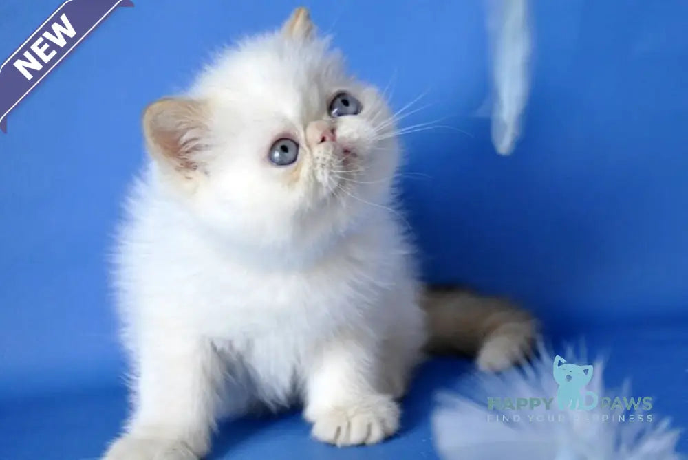 Oliver Exotic male red pointed live animals