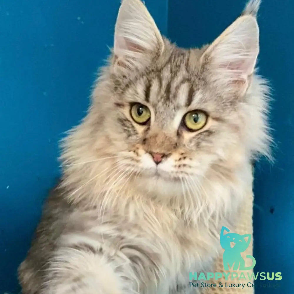 Oliver Maine Coon male black tabby - live animals