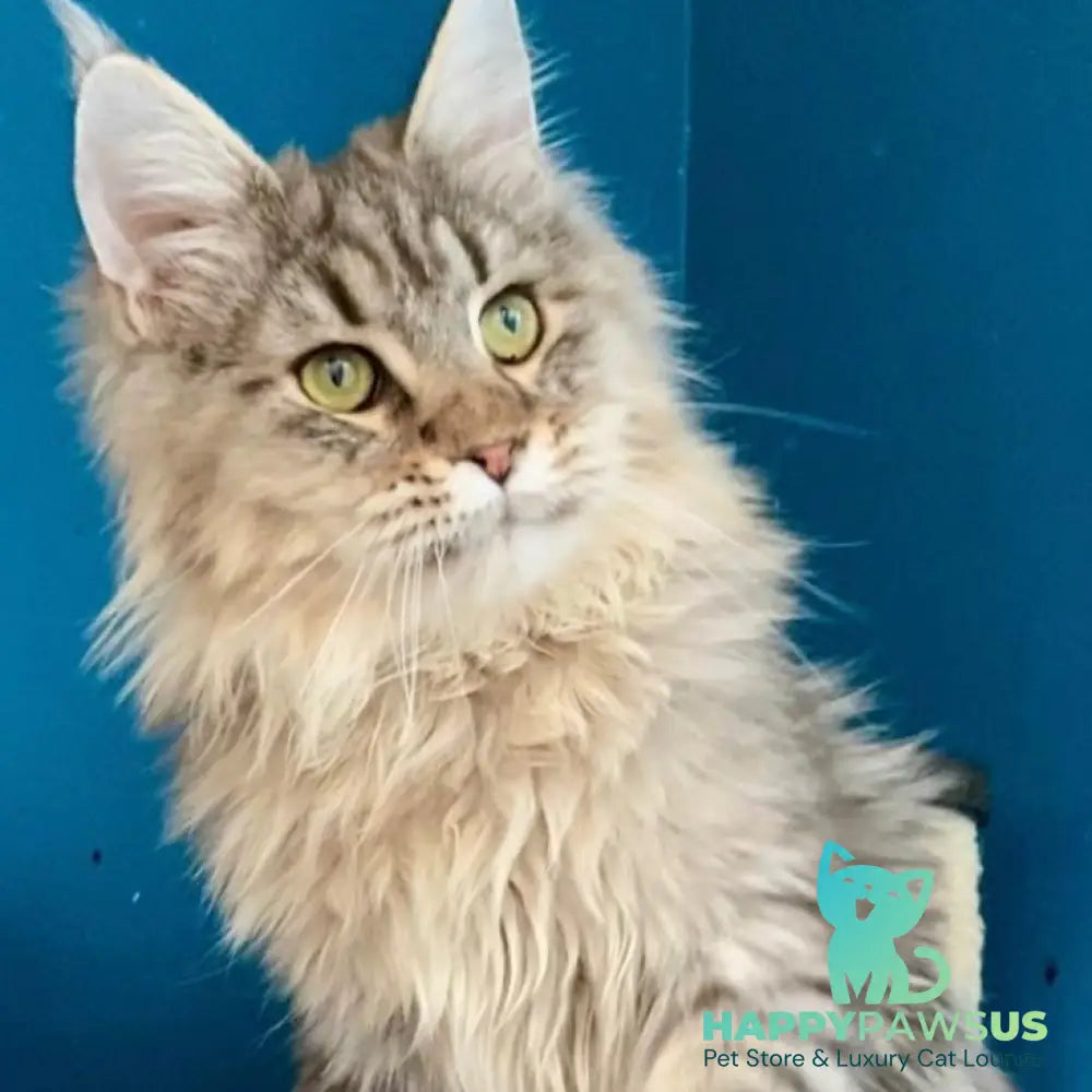 Oliver Maine Coon male black tabby - live animals